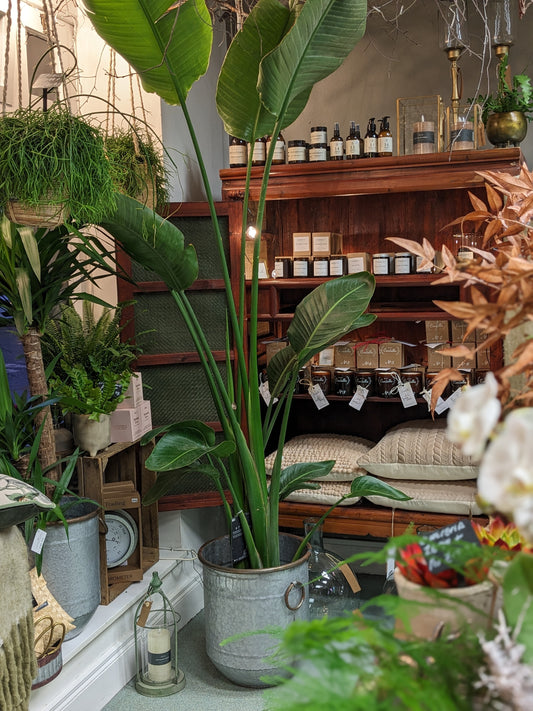 Bird of Paradise (Large)