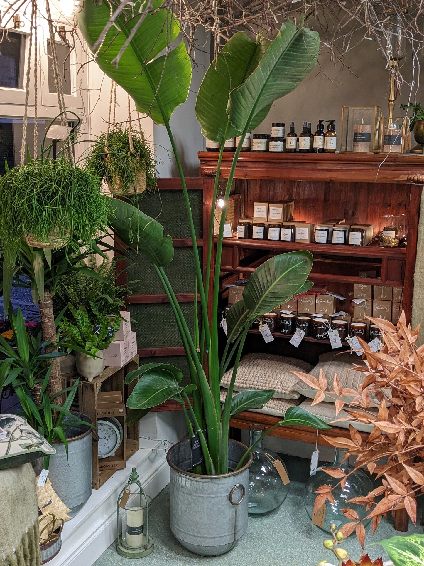 Bird of Paradise (Large)