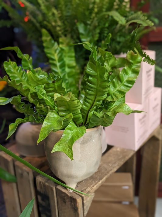 Crispy Wave Fern