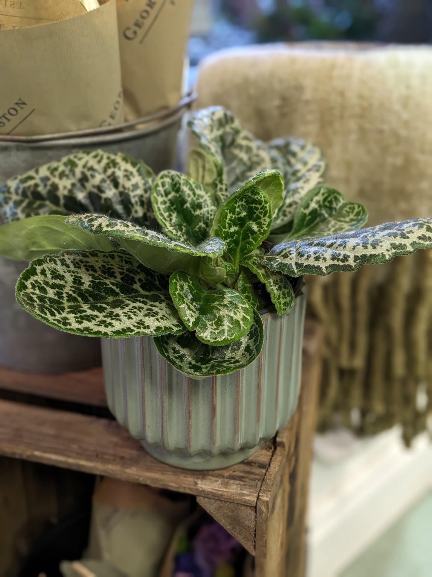 Streptocarpus - Pretty Turtle