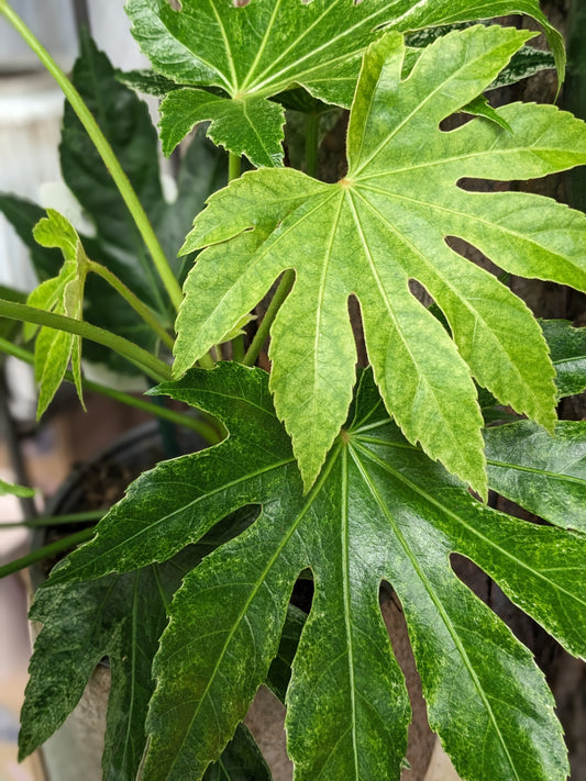 Fatsia Japonica