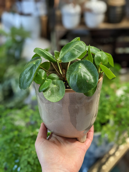 Chinese Money Plant