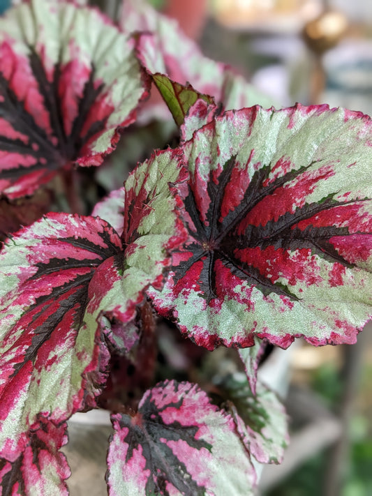 Begonia 'Rex'