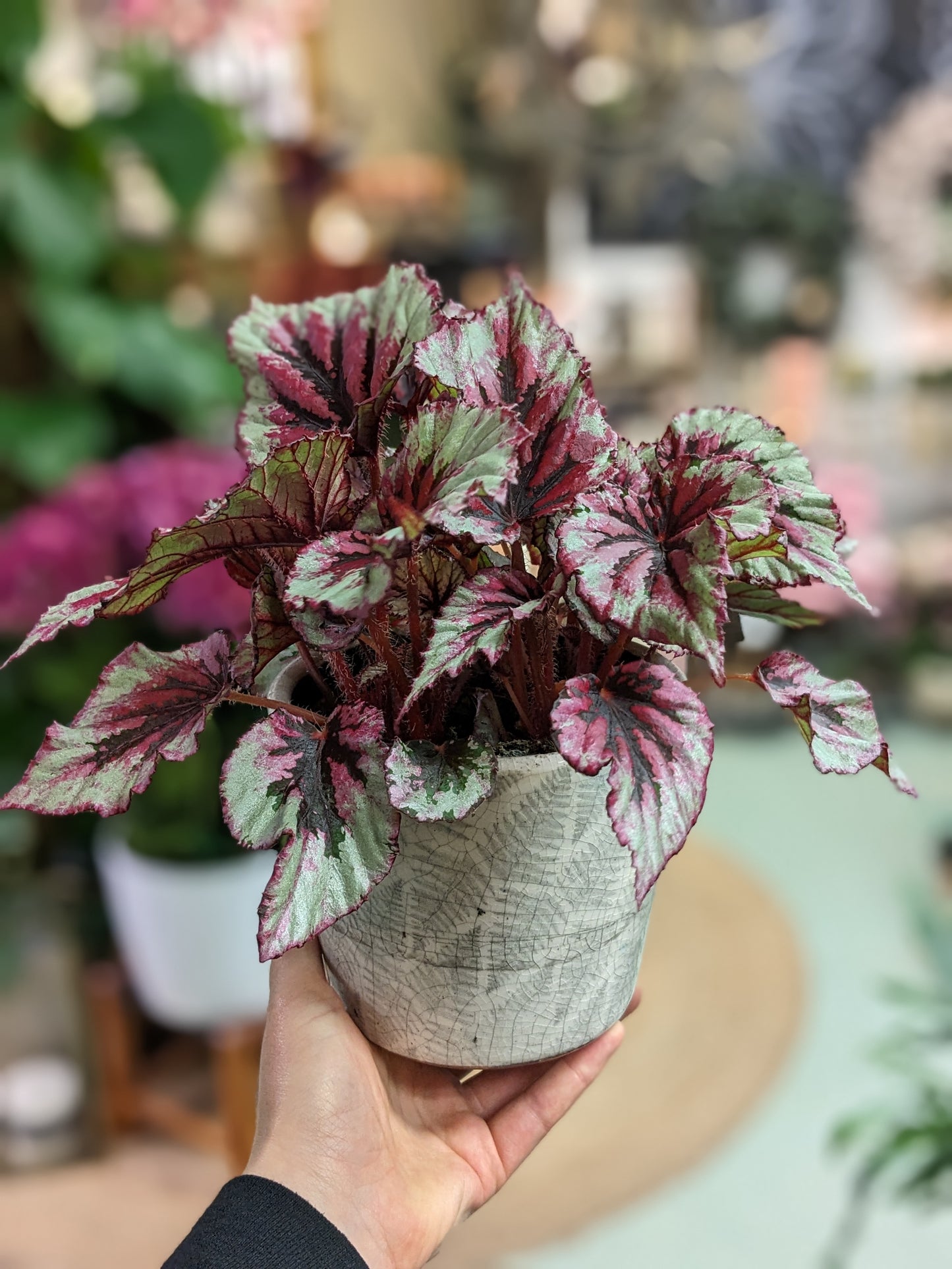 Begonia 'Rex'