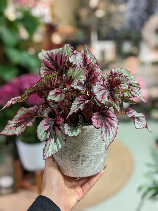 Begonia 'Rex'