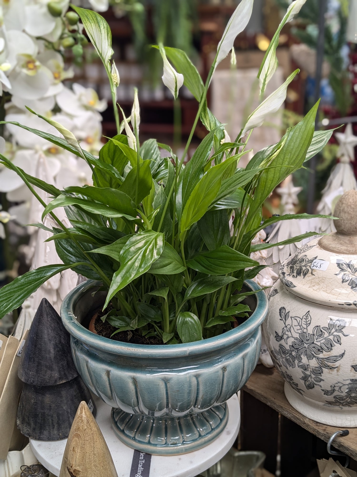 peace lily in french Spathiphllum / Peace Lily (Petite) – George Preston Florist