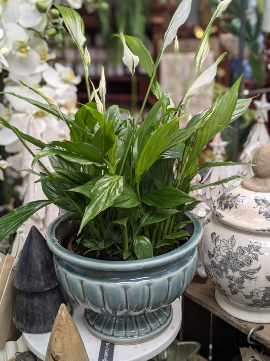 Spathiphllum / Peace Lily (Petite)