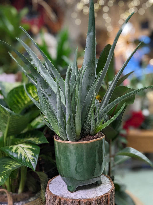 Aloe Vera