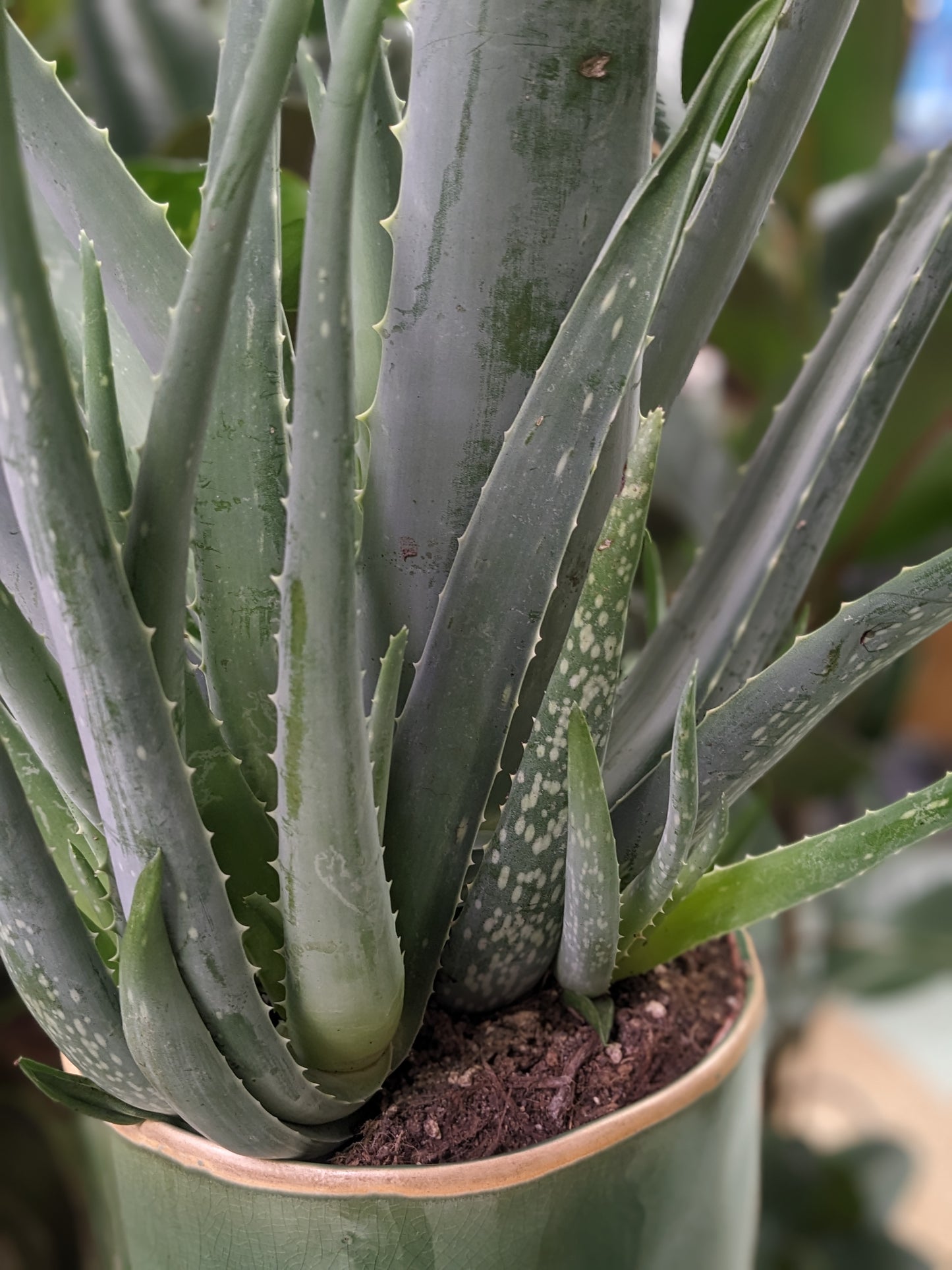 Aloe Vera