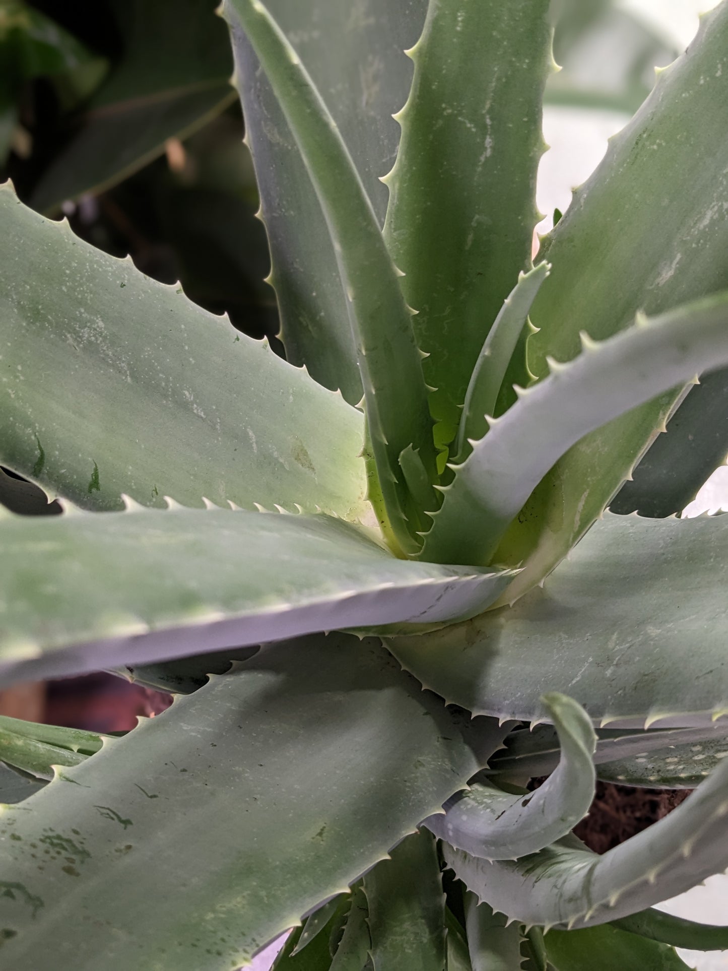 Aloe Vera