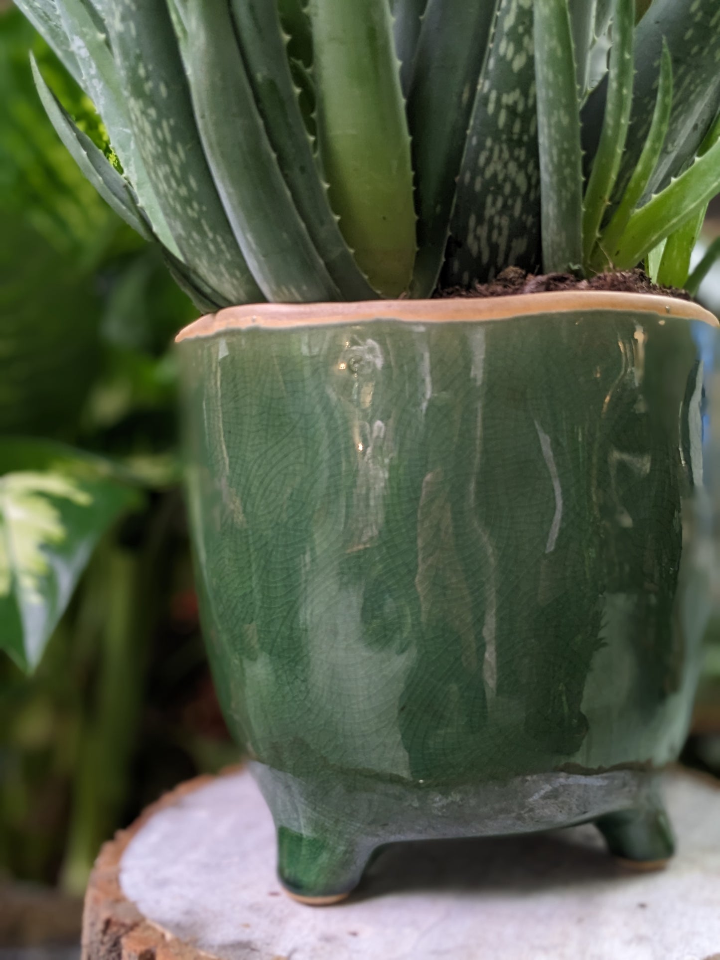 Aloe Vera