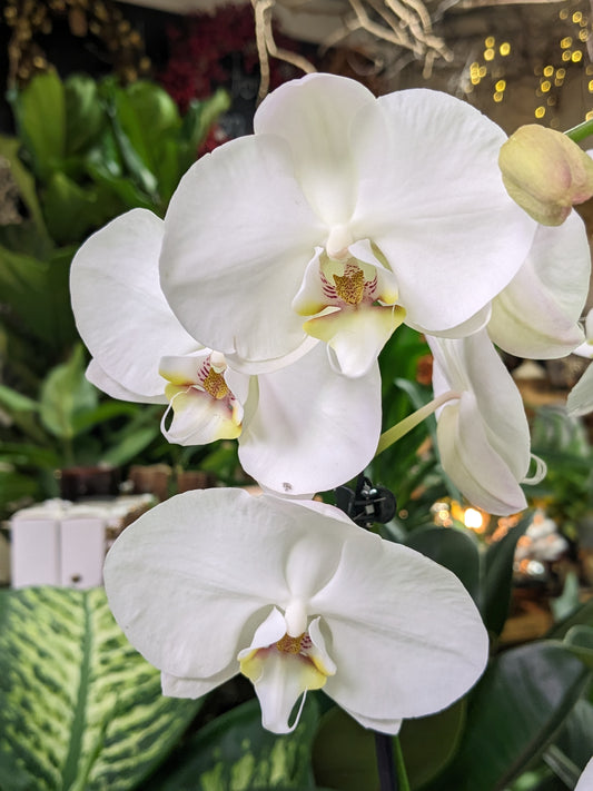 Orchid