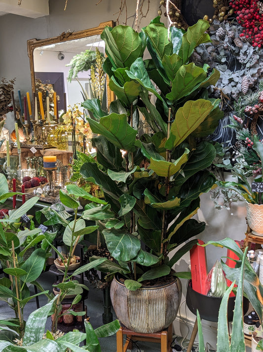 Fiddle Leaf Fig (Extra large)