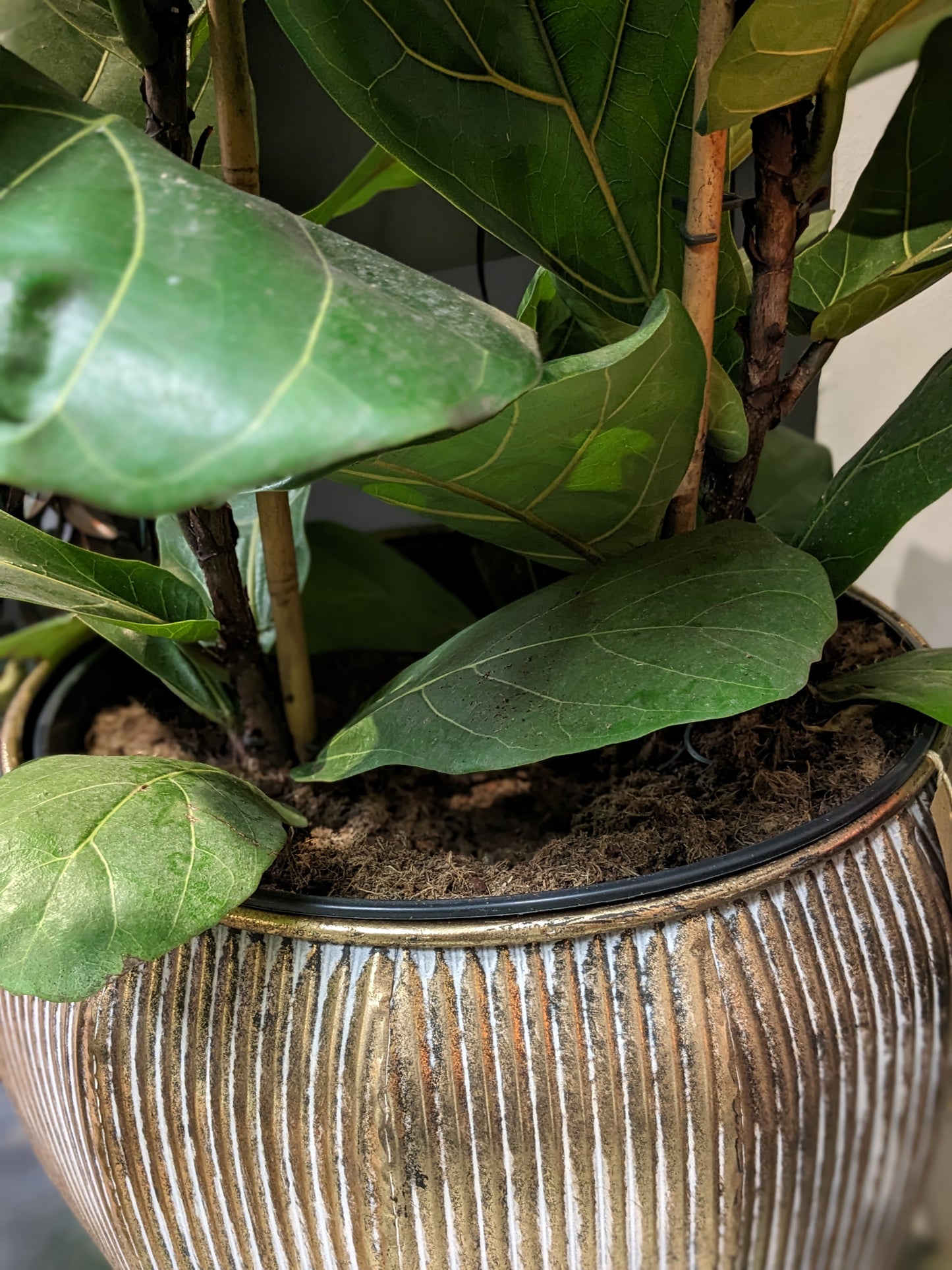 Fiddle Leaf Fig (Extra large)