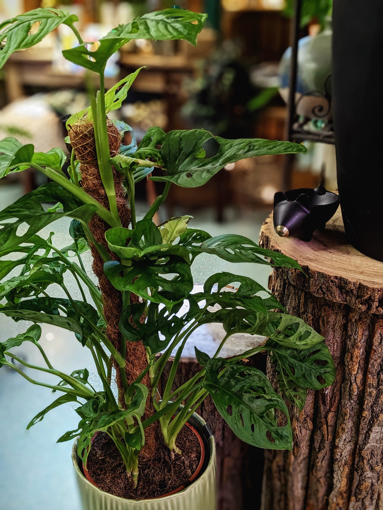 monstera adansonii monkey Monstera 'Monkey Leaf ' – George Preston Florist