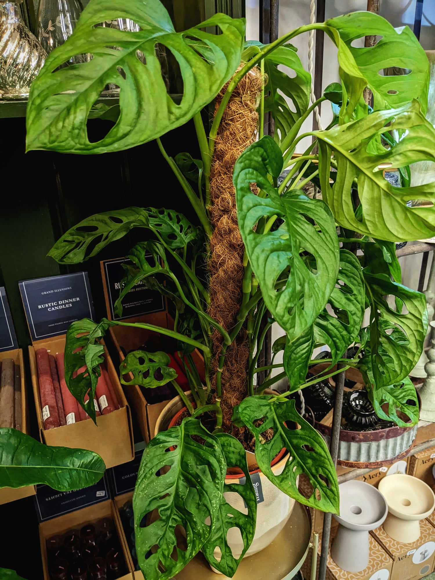 monkey monstera Monstera 'Monkey Leaf ' – George Preston Florist