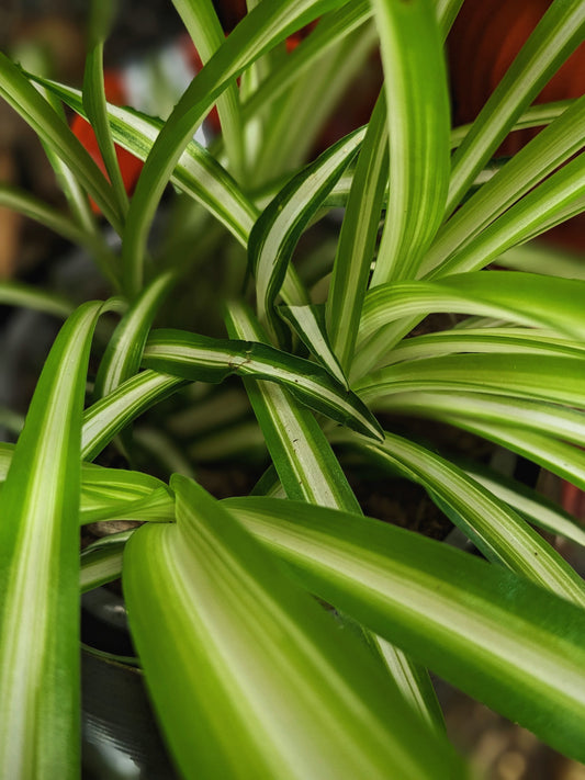 Spider Plant