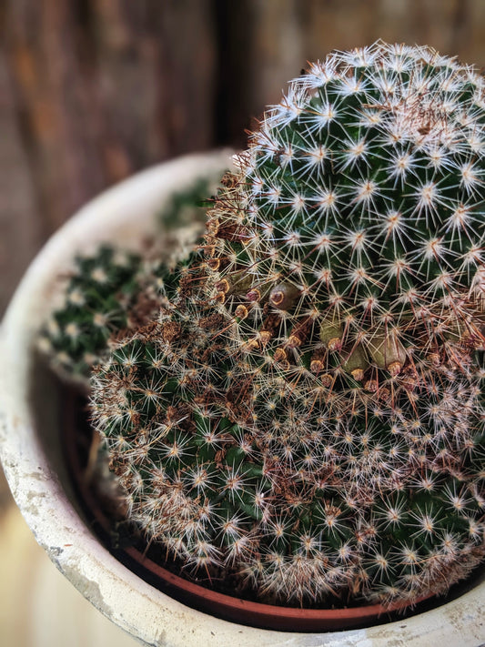 Ouchy (Cactus)
