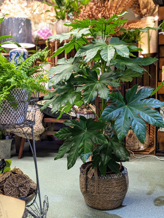 Fatsia Japonica (Large)