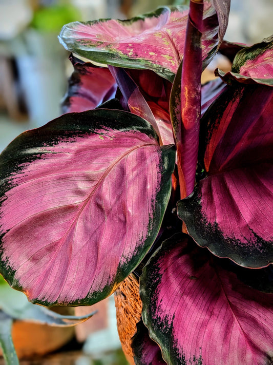 Calathea 'Crimson'