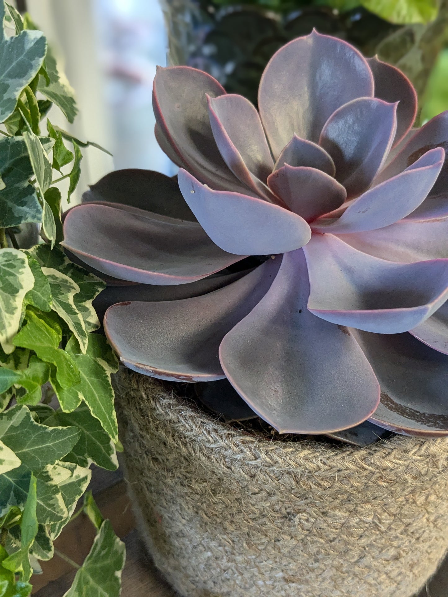 Echeveria