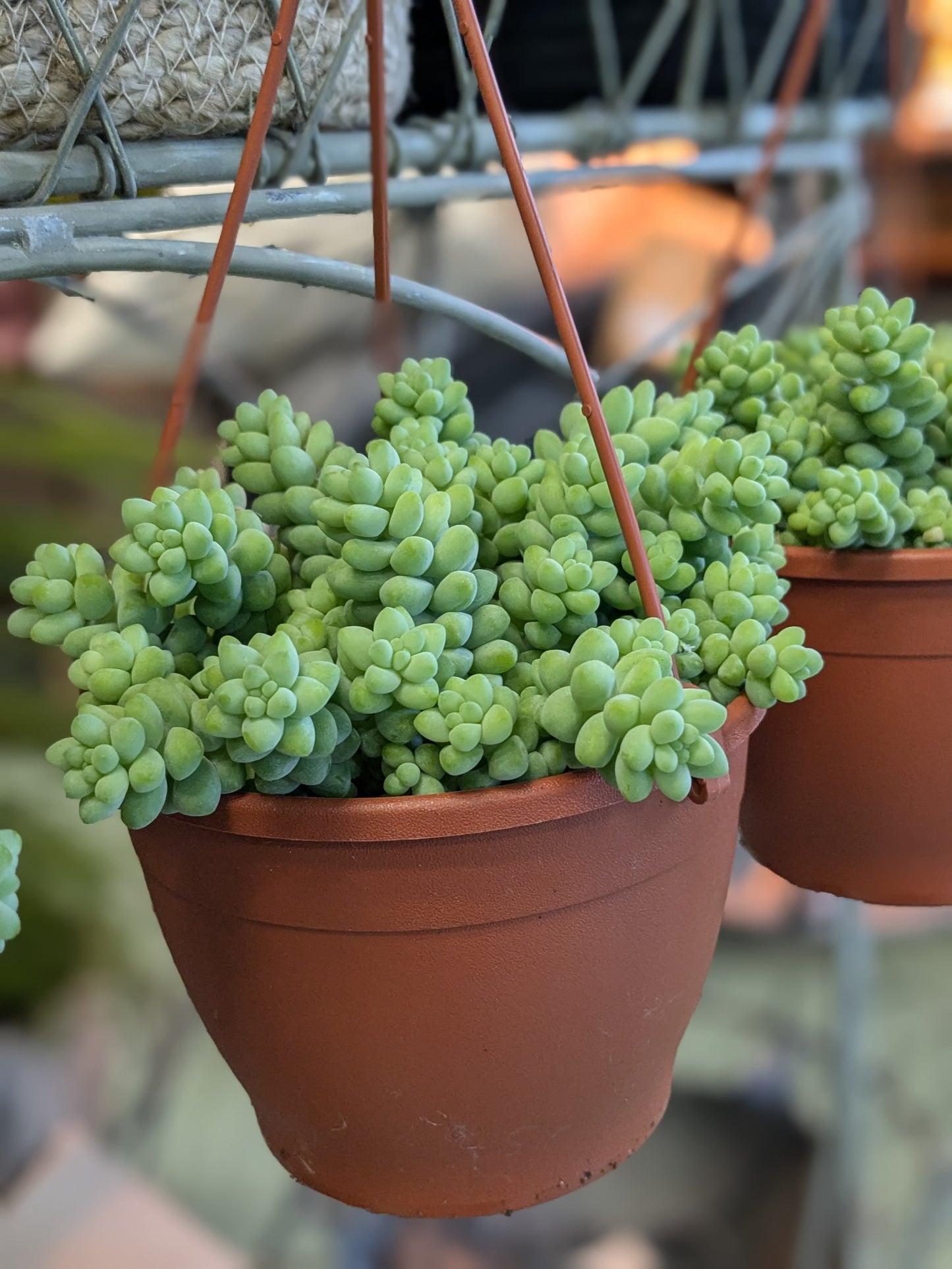 Donkeys Tail Sedum