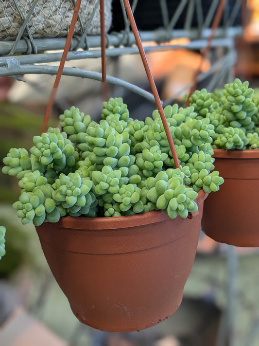 Donkeys Tail Sedum