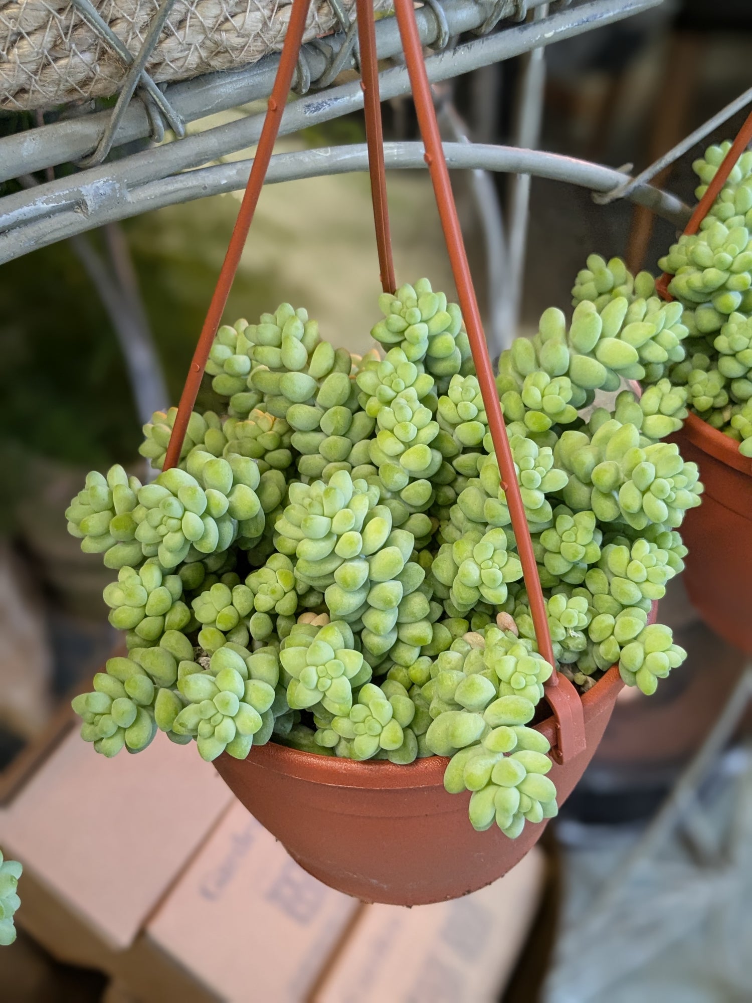 succulent that looks like grapes Donkeys Tail Sedum – George Preston Florist