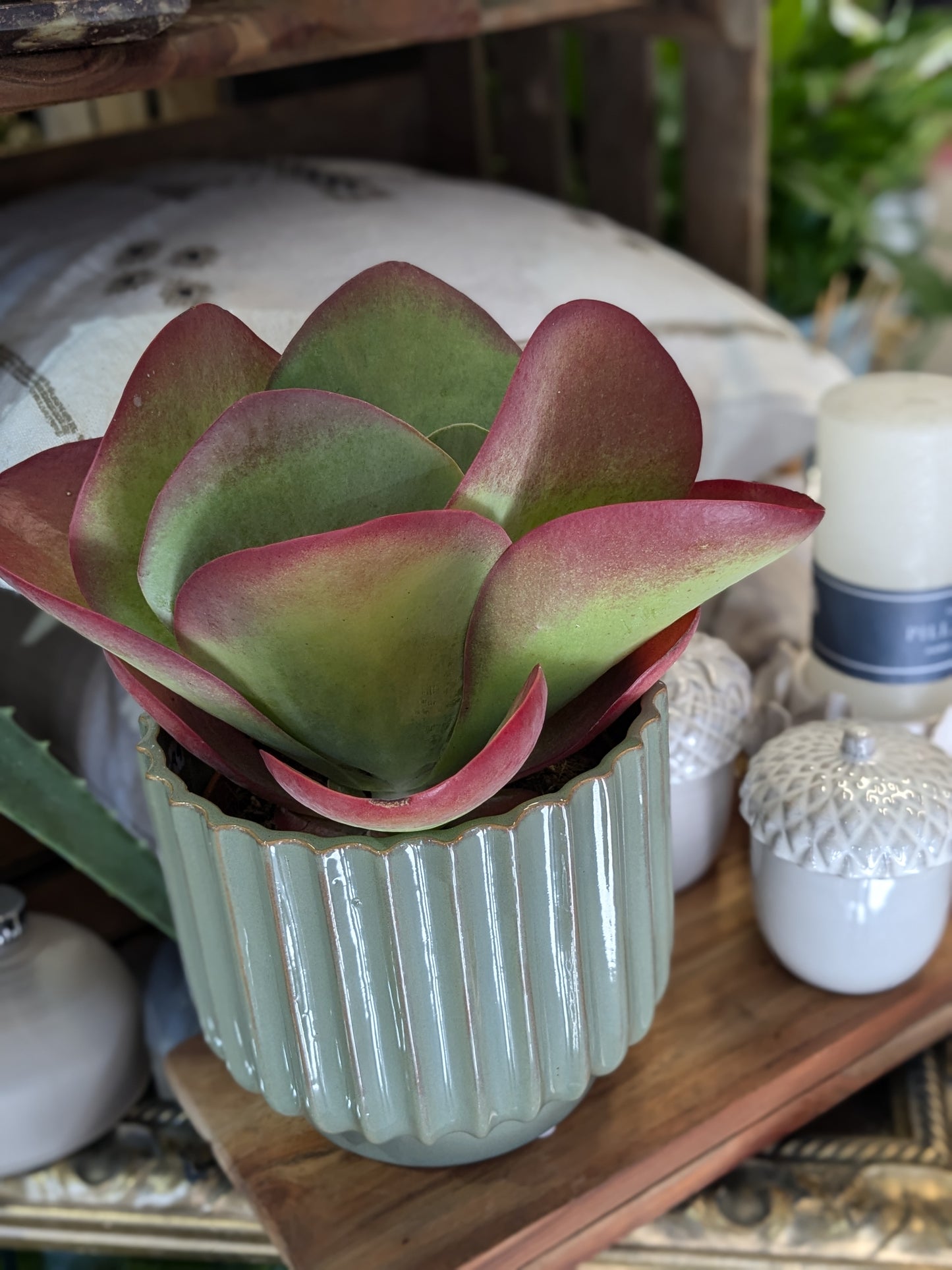 Paddle Plant (Large)