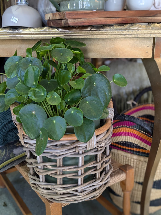 Chinese Money Plant (Large)