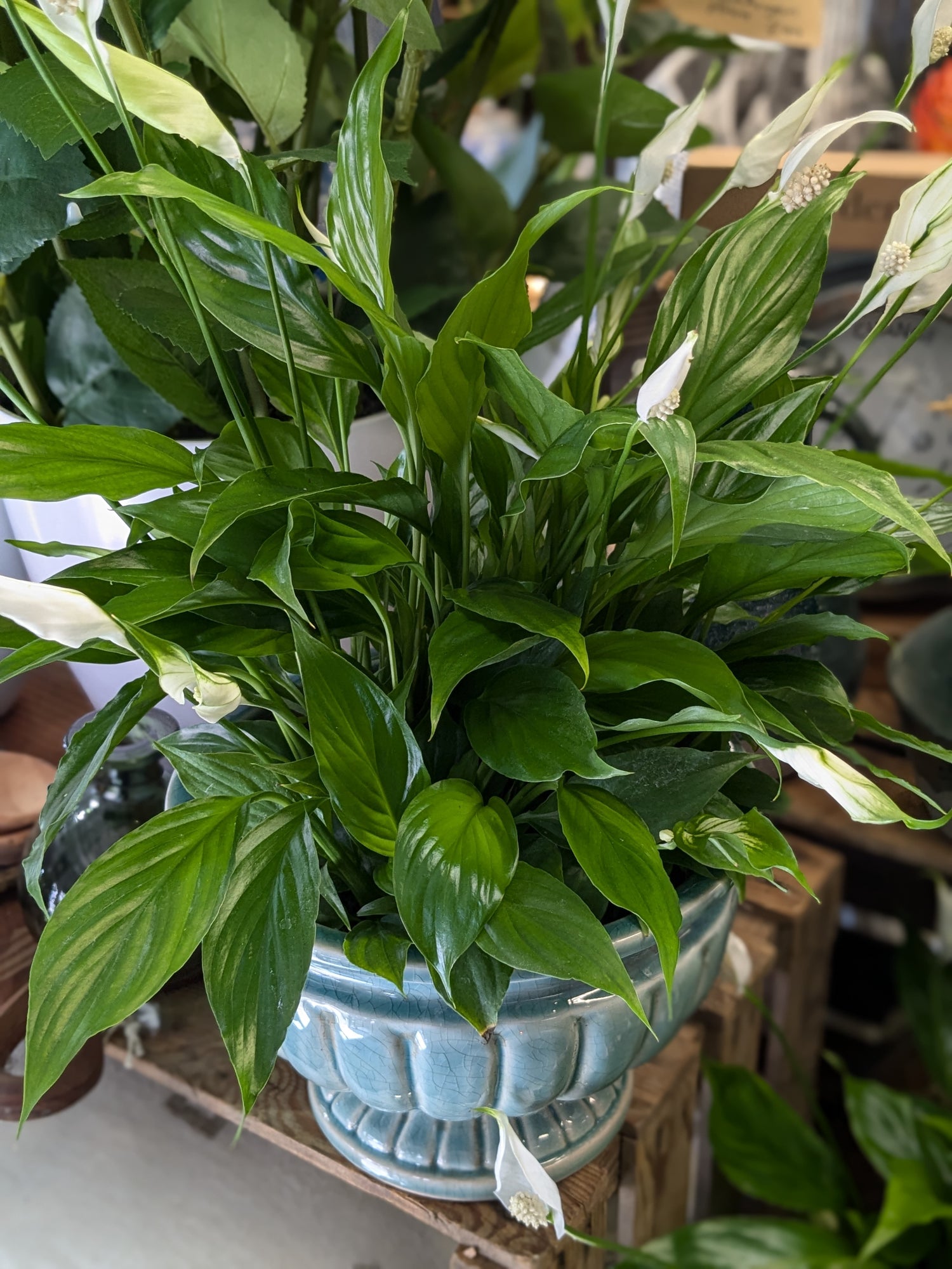 small peace lily for sale Spathiphllum / Peace Lily (Petite) – George Preston Florist