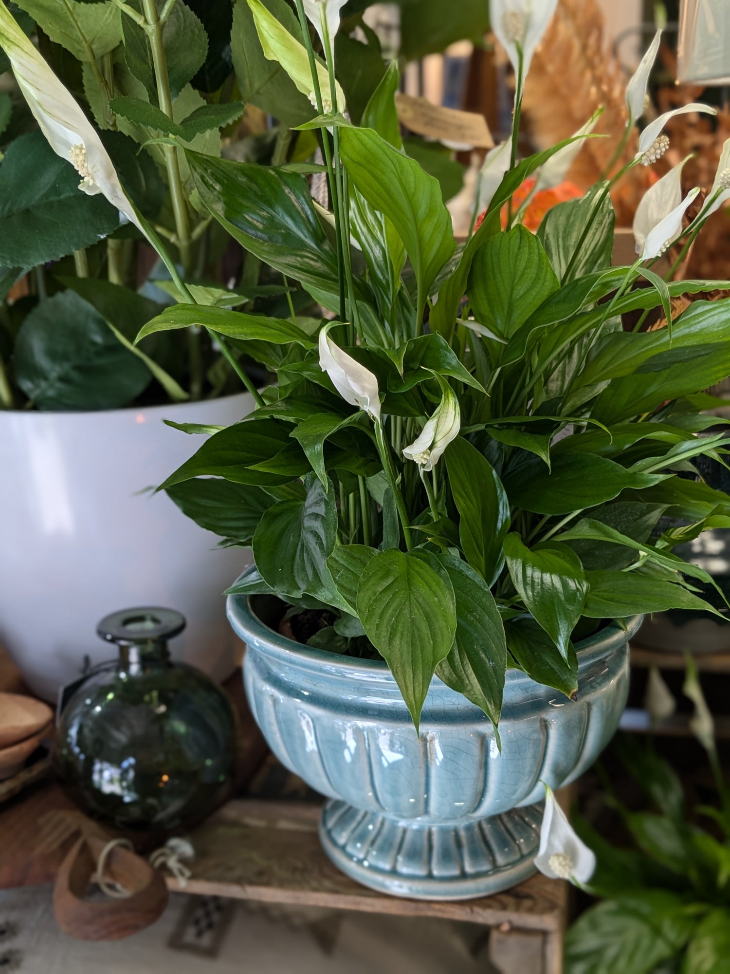 peace lily petite Spathiphllum / Peace Lily (Petite) – George Preston Florist