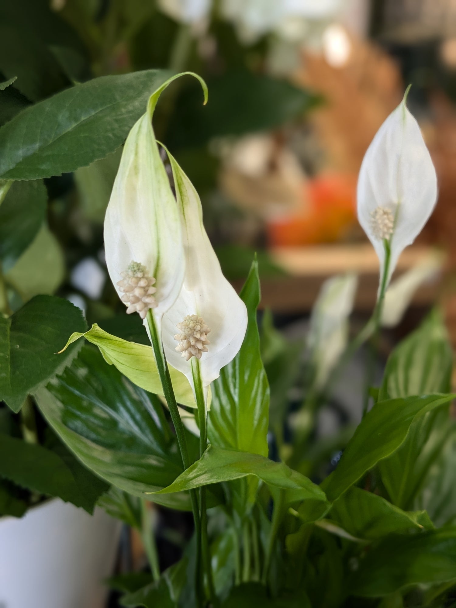 dwarf peace lily Spathiphllum / Peace Lily (Petite) – George Preston Florist