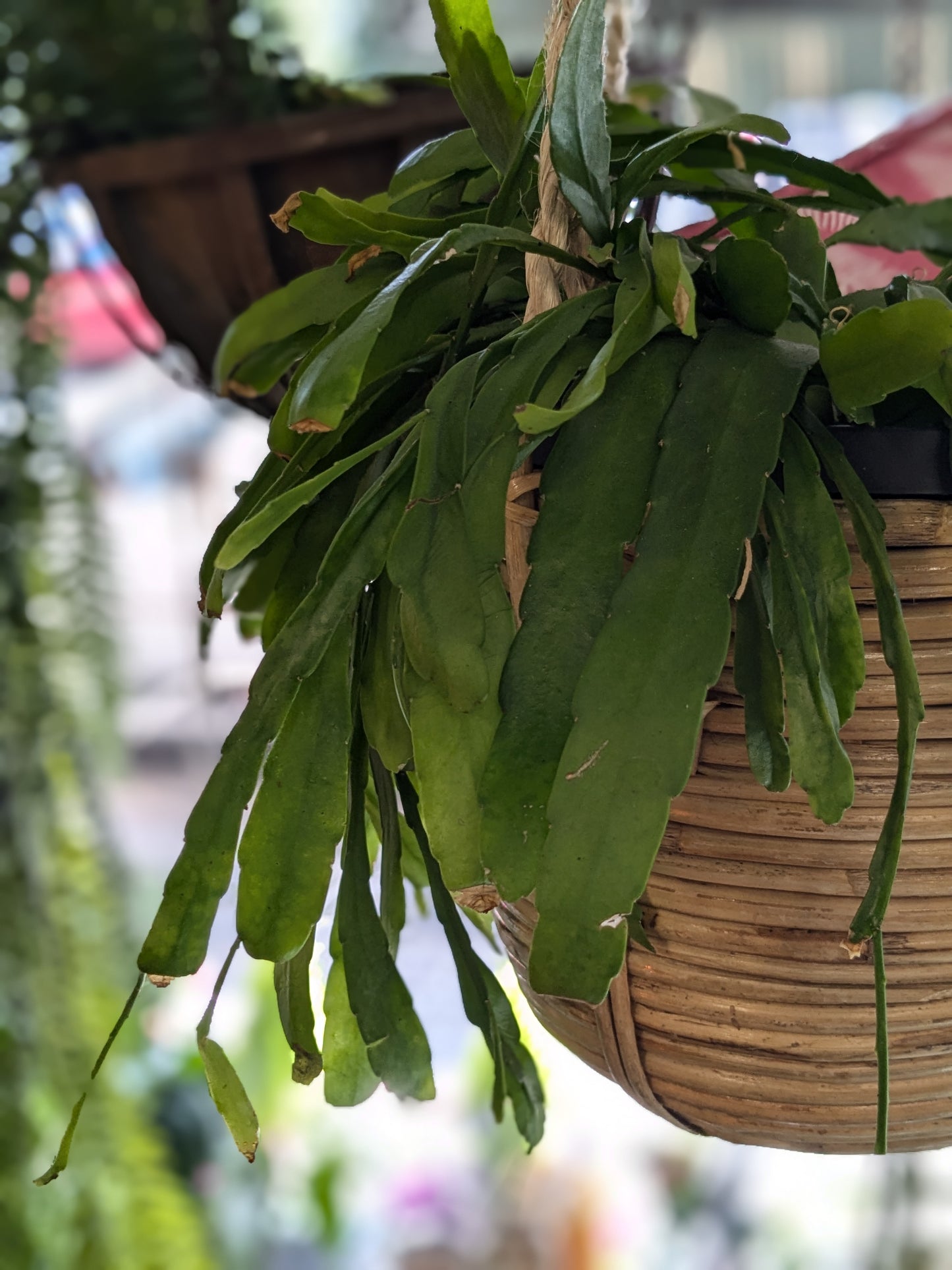 Rhipsalis 'Red Coral'