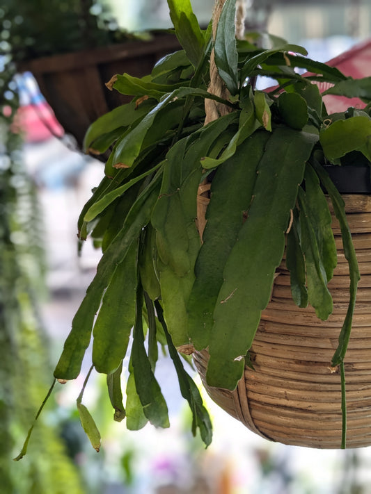 Rhipsalis 'Red Coral'