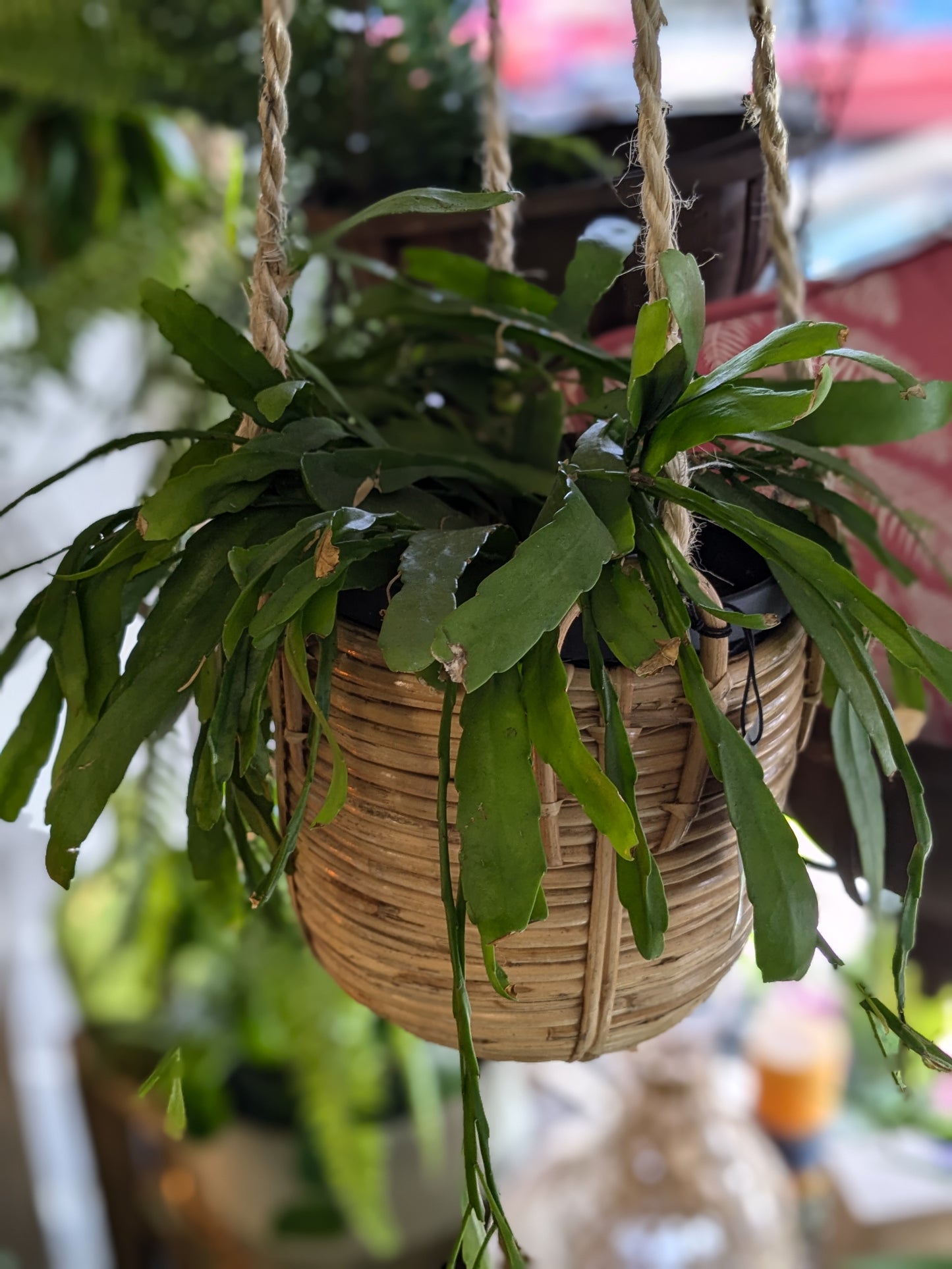 Rhipsalis 'Red Coral'