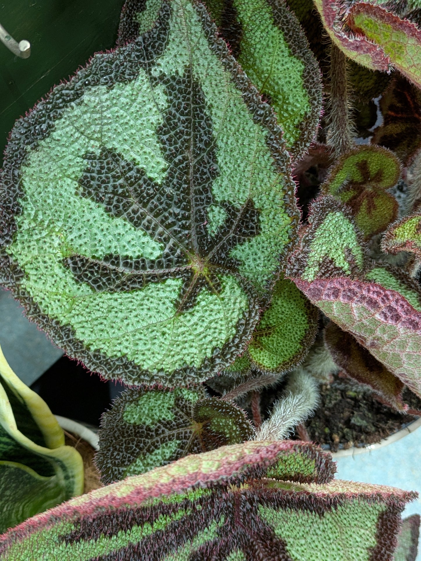 Begonia 'Iron Cross'