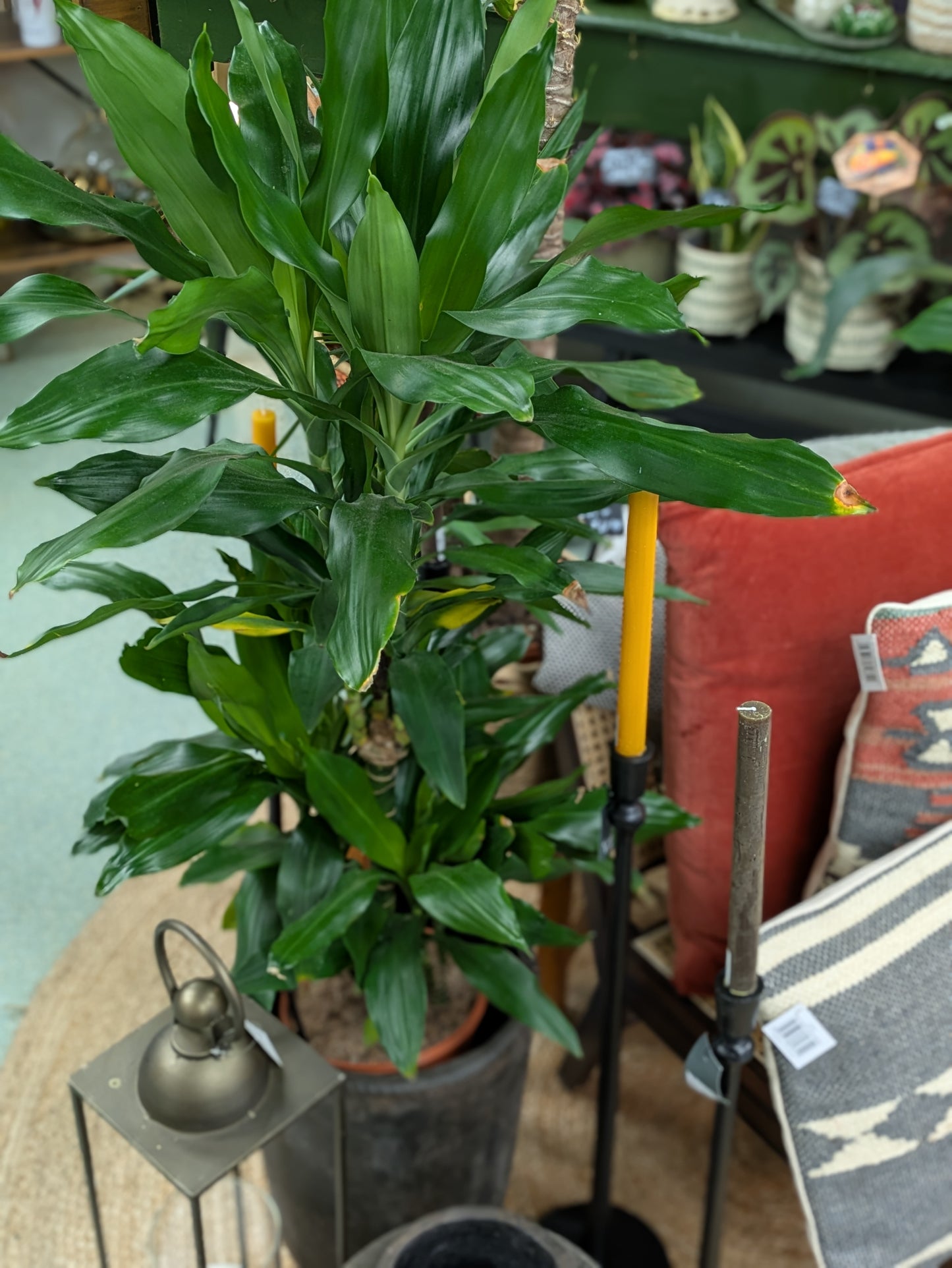Dracaena Fragrans