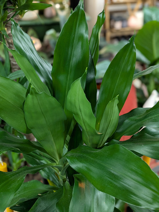 Dracaena Fragrans