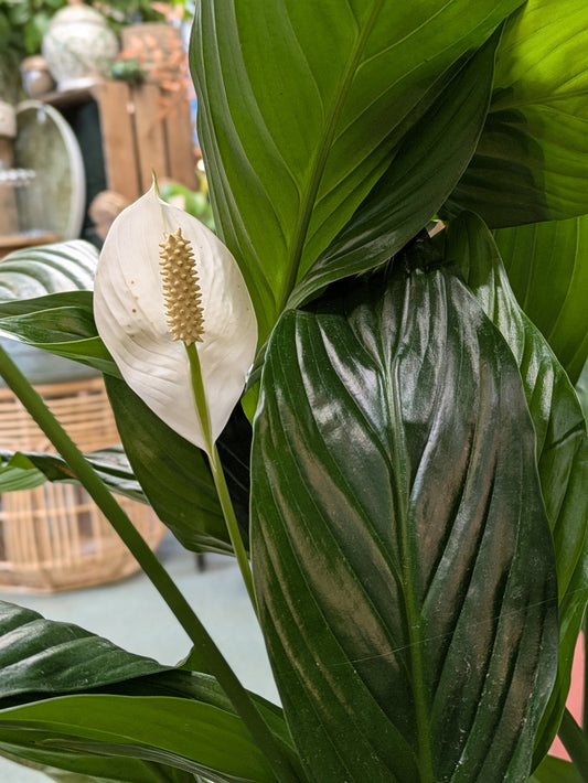 Spathiphllum/ Peace Lily (Large)