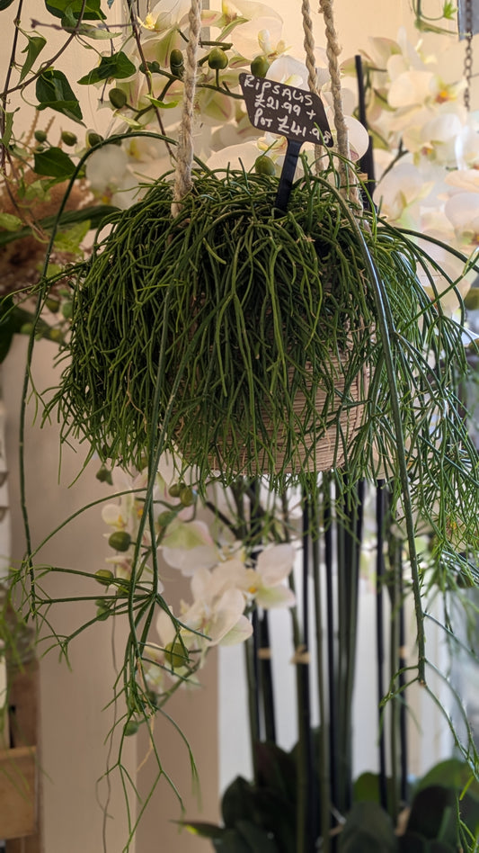 Rhipsalis 'Mistletoe Cactus'