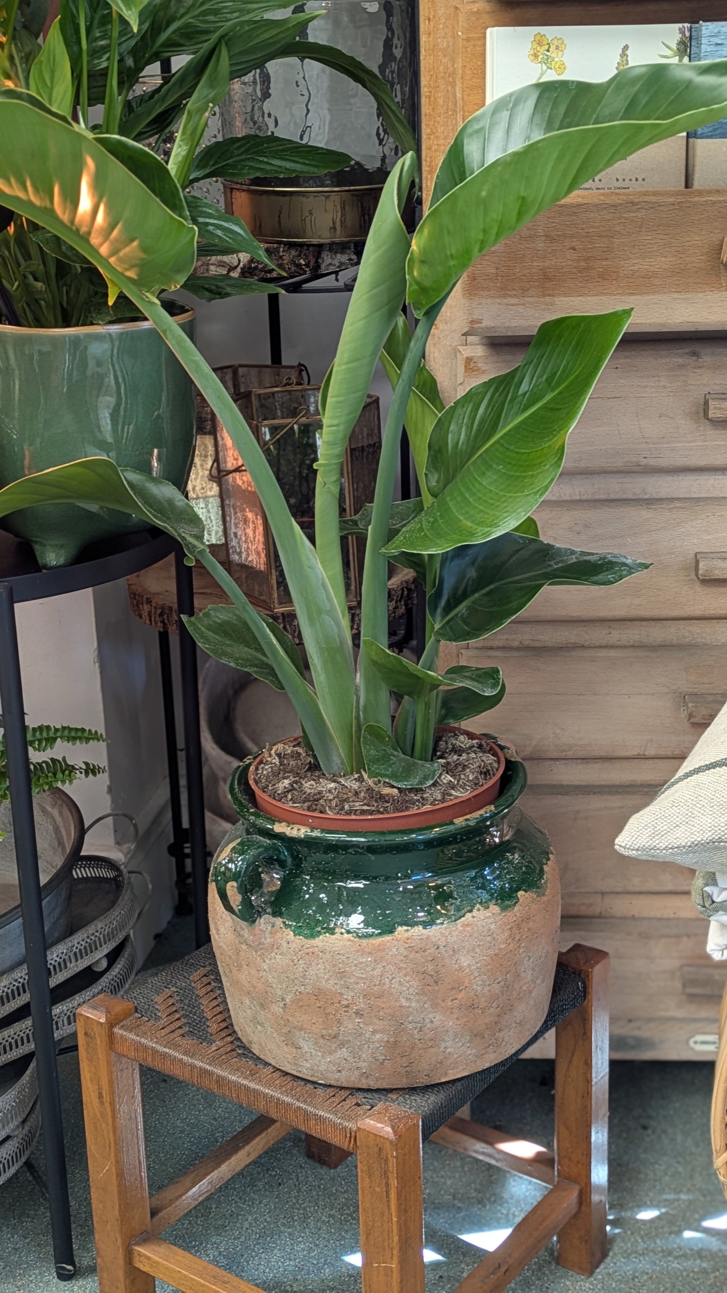 Bird of Paradise (Small)