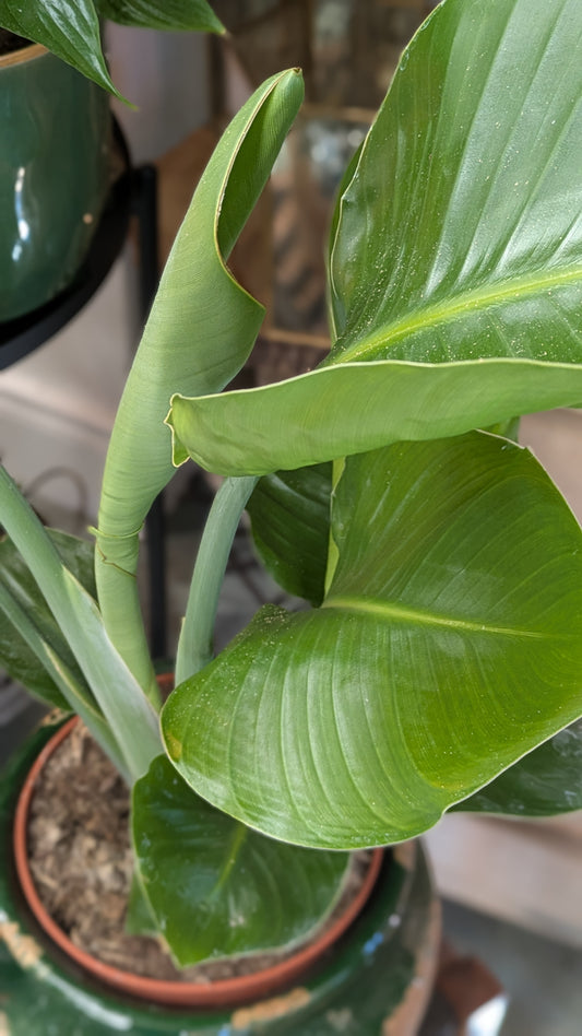 Bird of Paradise (Small)