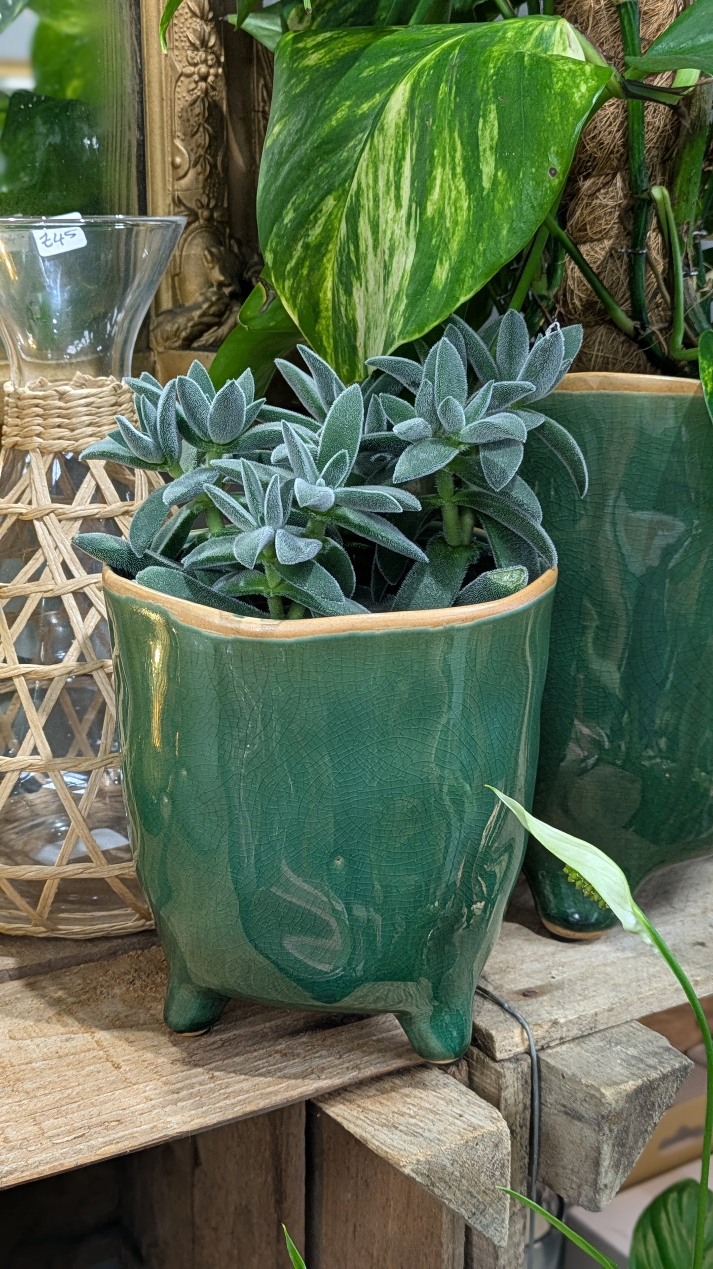 Crassula 'Tarantula' Succulent