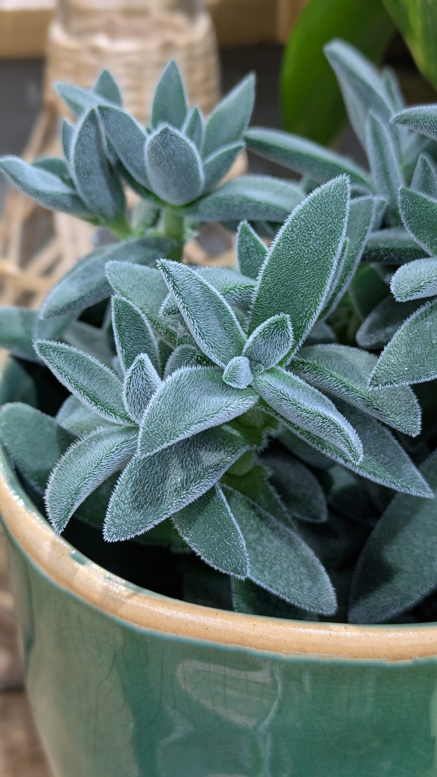 tarantula succulent Crassula 'Tarantula' Succulent – George Preston Florist