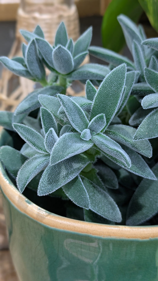 Crassula 'Tarantula' Succulent