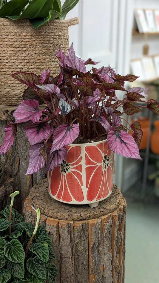 Begonia 'Inca Flame'