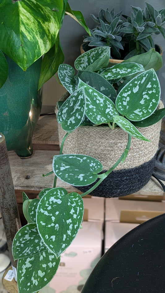 Satin Pothos