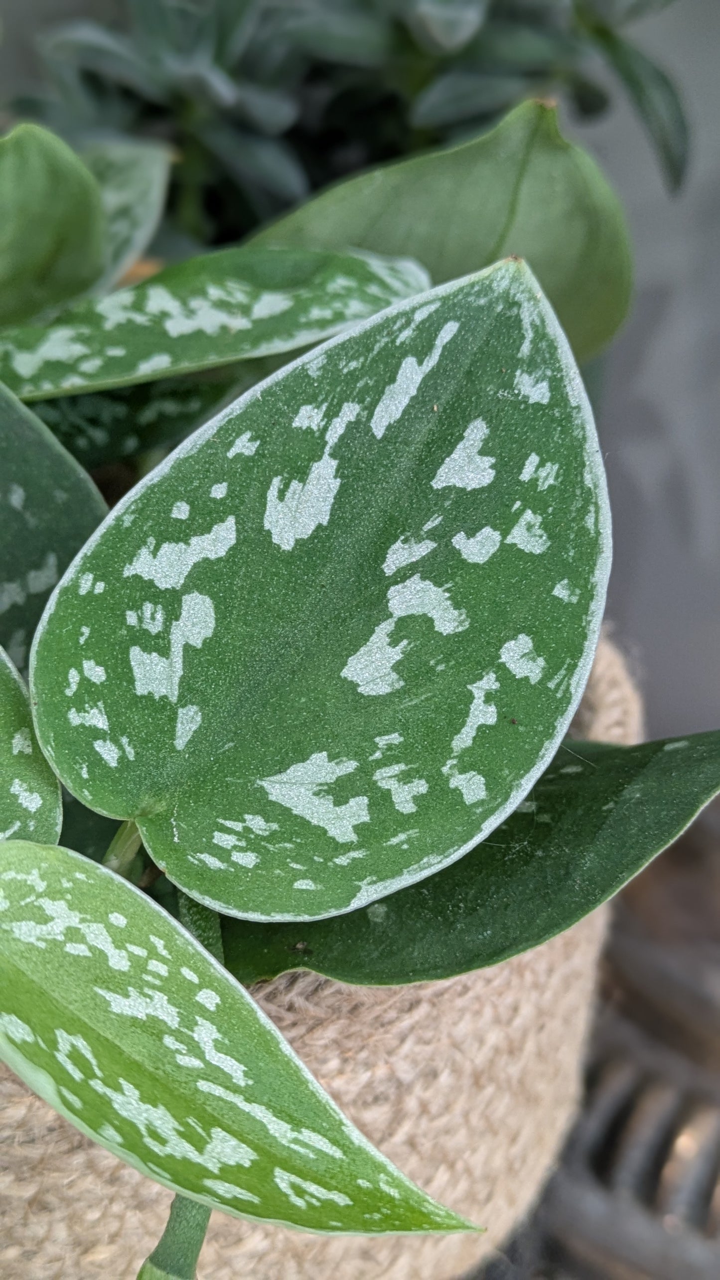Satin Pothos