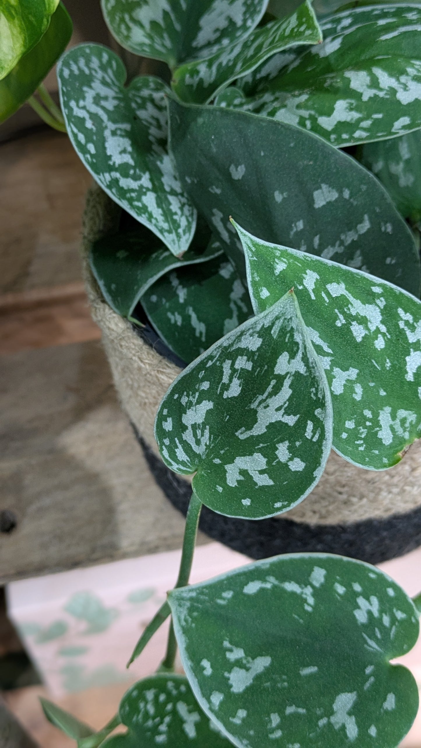 Satin Pothos